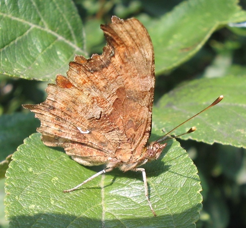 Farfalla d''autunno (Polygonia c-album)